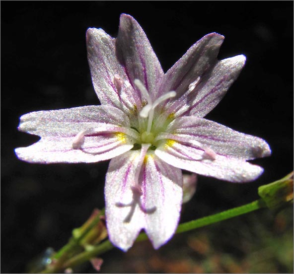 sm 2999 Candy flower.jpg - Candyflower (Claytonia siberica): This native flower averaged ½" across & loved moist soil.